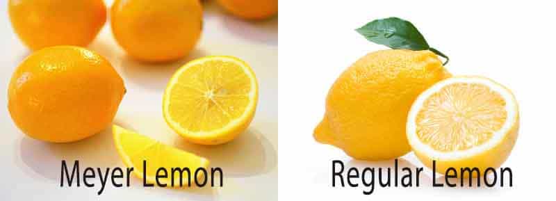 Meyer lemon vs. regular lemon