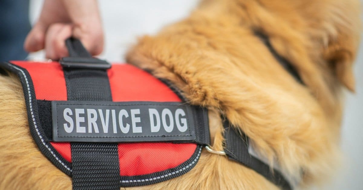 Type 1 diabetes service sales dog price